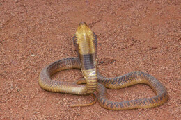 cobra